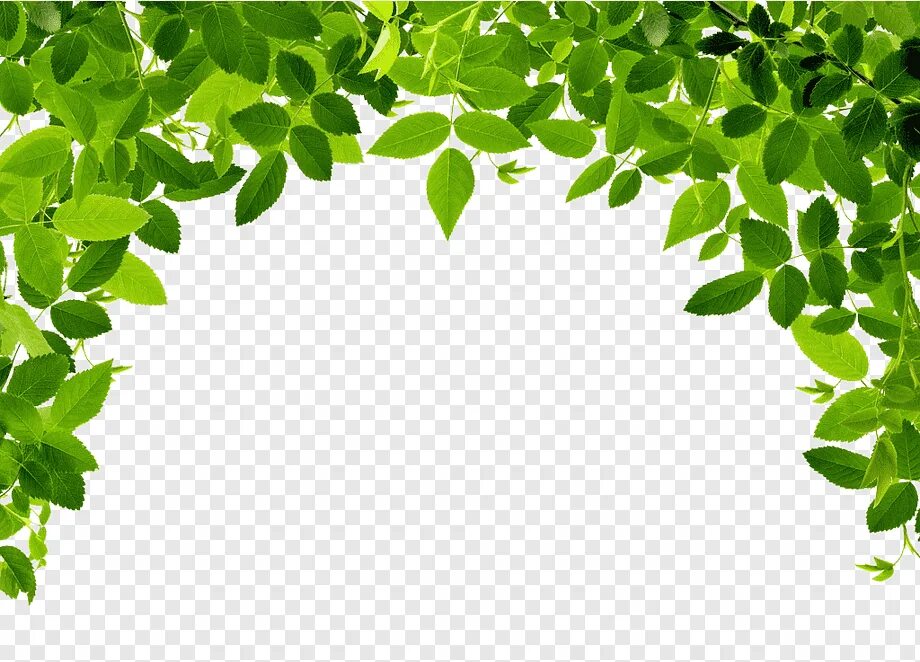 Leaves frames