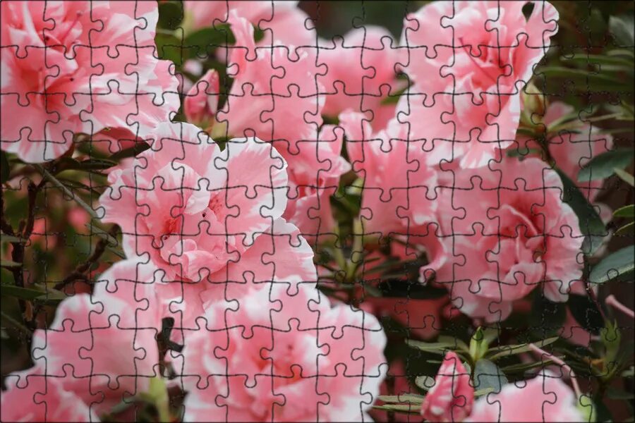Азалия Hd flowers, Azalea flower, Flower wallpaper