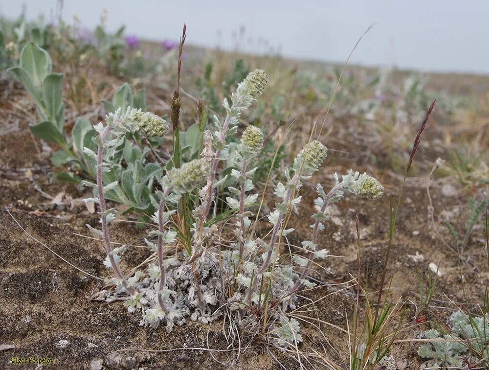 След в полыни. Сантолистная полынь. Полынь метельчатая (artemisia scoparia). Полынь обыкновенная (artemisia vulgaris). Полынь арктосибирская.
