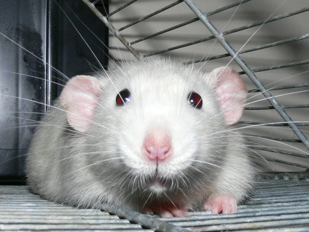 Крыса медик. Крыса быстро. Крыса прыгает. Интересное о крысах. Капкан для мышей.