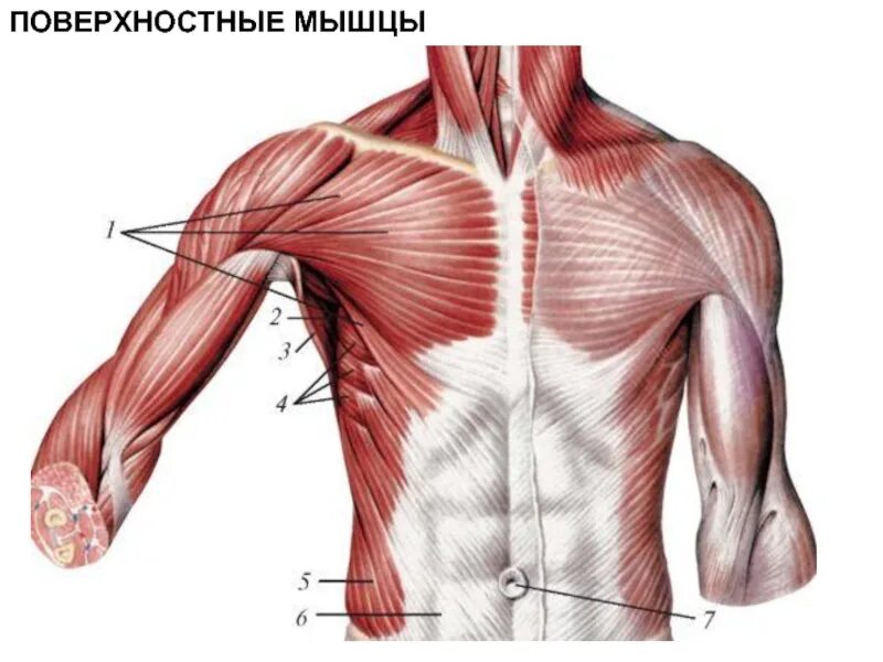Мышцу расширяющую грудную клетку