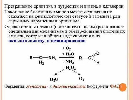 Для чего нужен лизин