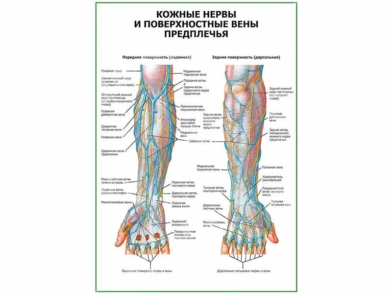 Поверхностные вены верхней конечности. Вены тыльной поверхности предплечья. Поверхностная Вена верхней конечности. Вены верхней конечности анатомия.