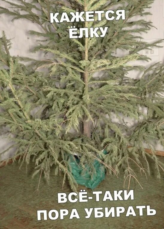 Какого числа убирают елку. Пора убирать елку. убери елку. убираем елку. пора убирать елку приколы.