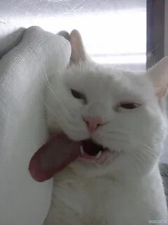 Кот кашляет высунув язык