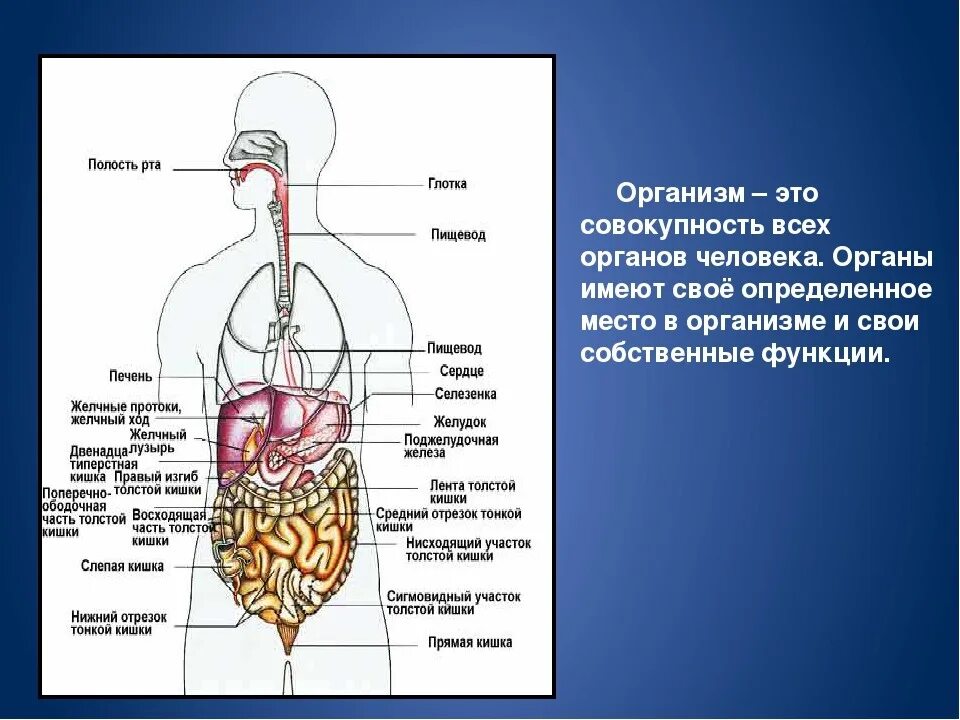 Строение внутренних органов человека женщины спереди. Расположение внутренних органов человека спереди. строение органов человека мужчины спереди.