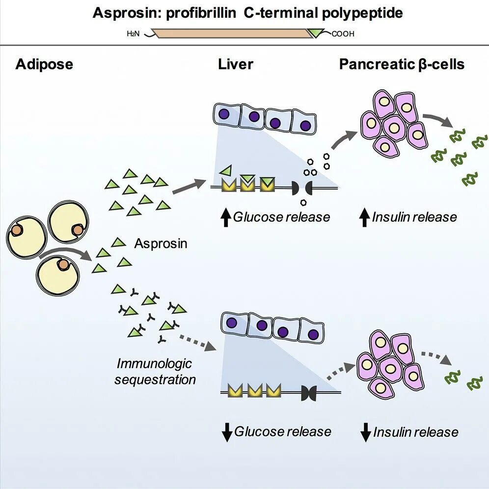 Аспросин схема. Pancreatic polypeptide Illustrator. Инсулин и другие гормоны в виде смешных человечков картинки. Полипептиды фото.