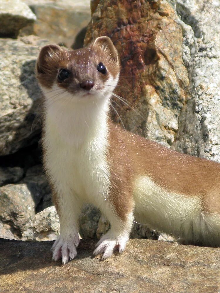 Американская норка (mustela vison). Пушной зверек. Длинный зверек. Длинный зверек. Королевский горностай.