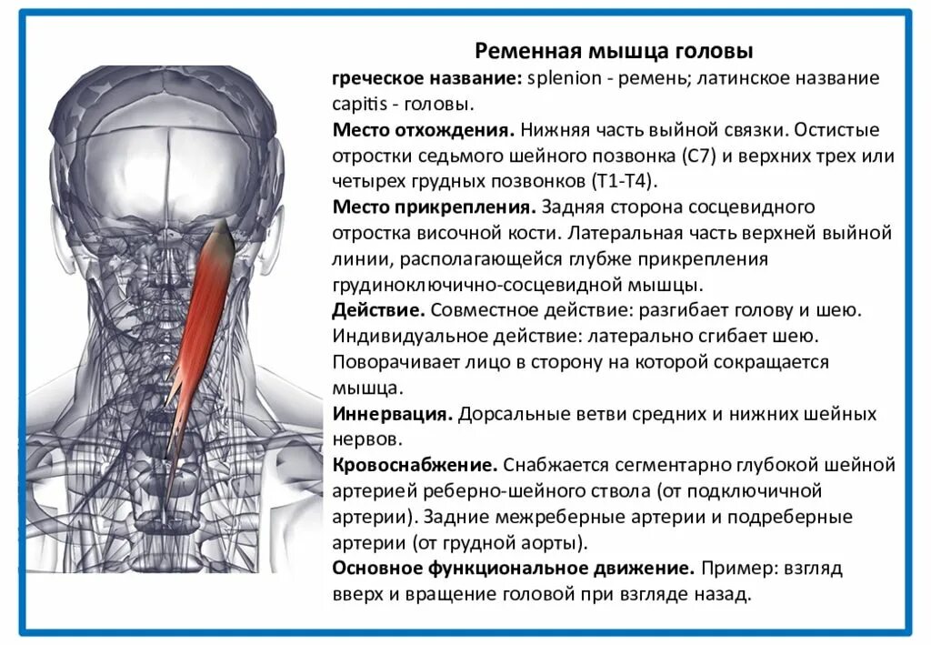 Ременная мышца шеи кровоснабжение. Ременные мышцы головы и шеи начало и прикрепление. Ременная мышца головы и шеи кровоснабжение. Ременная мышца шеи прикрепление.