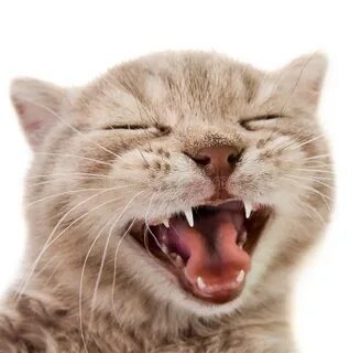 Кот дремот улыбающиеся