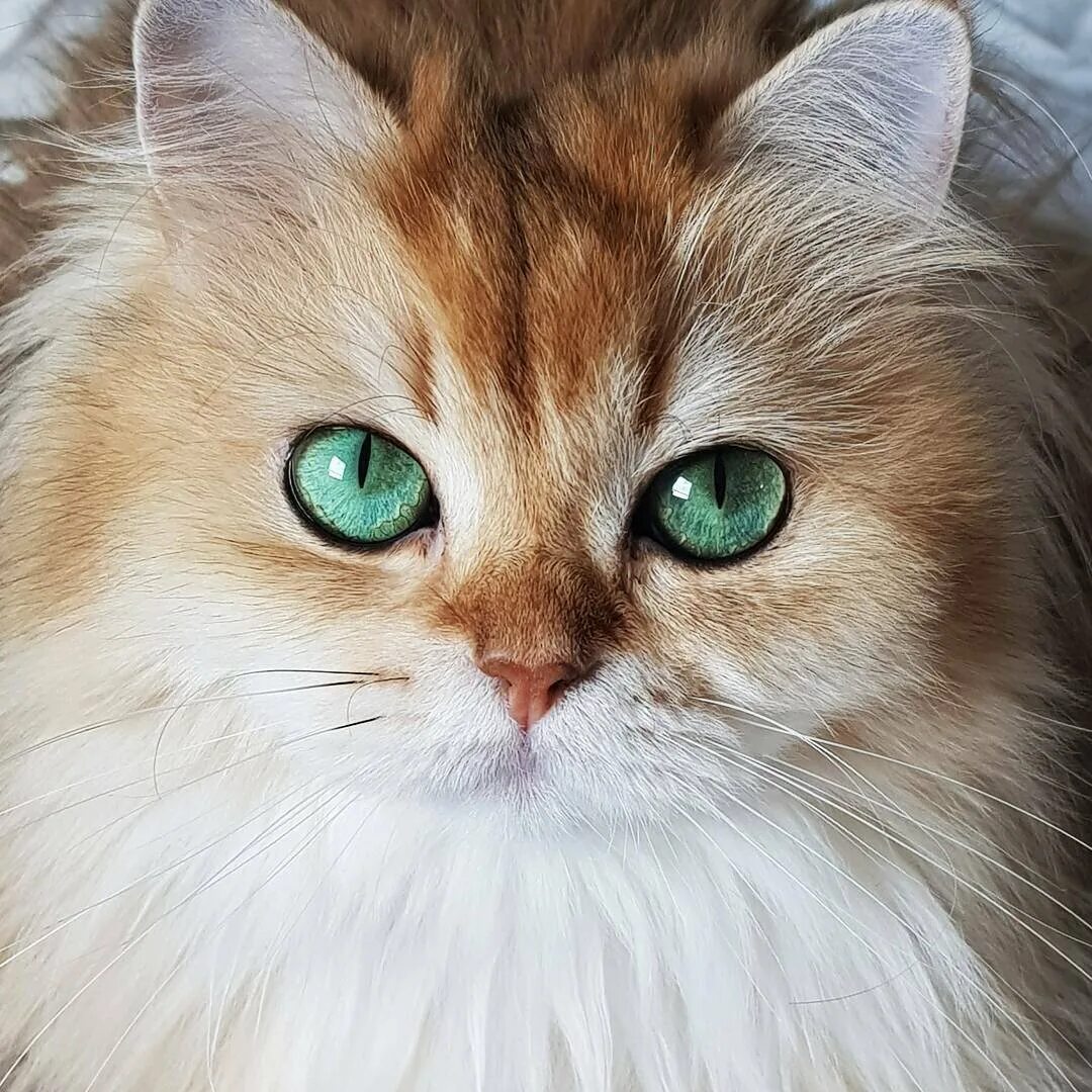 Европейская длинношерстная кошка рыжая. Кошка с зелеными глазами. Рыжая кошка с зелеными глазами. Очень красивые кошки. Самая красивая кошечка
