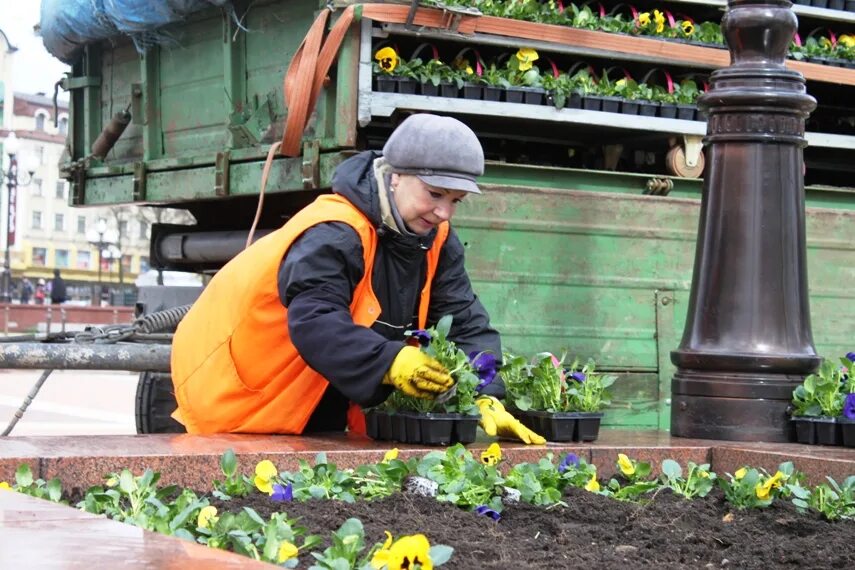 Тюльпаны хабаровск. Горзеленстрой хабаровск. Тюльпаны горзеленстрой. Горзеленстрой пятигорск. Горзеленстрой северобайкальска.