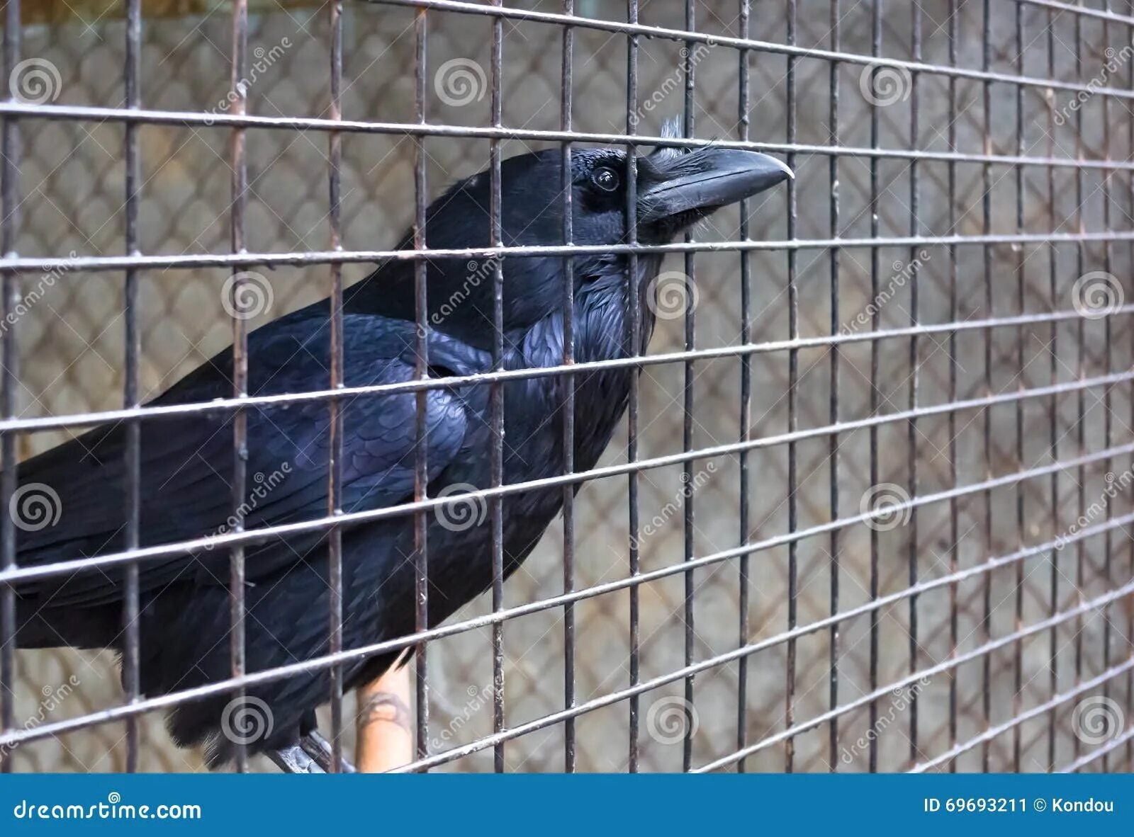 Ручной ворон. Лесной ворон. Черный ворон ручной. Ворона с открытым клювом. Ворона.