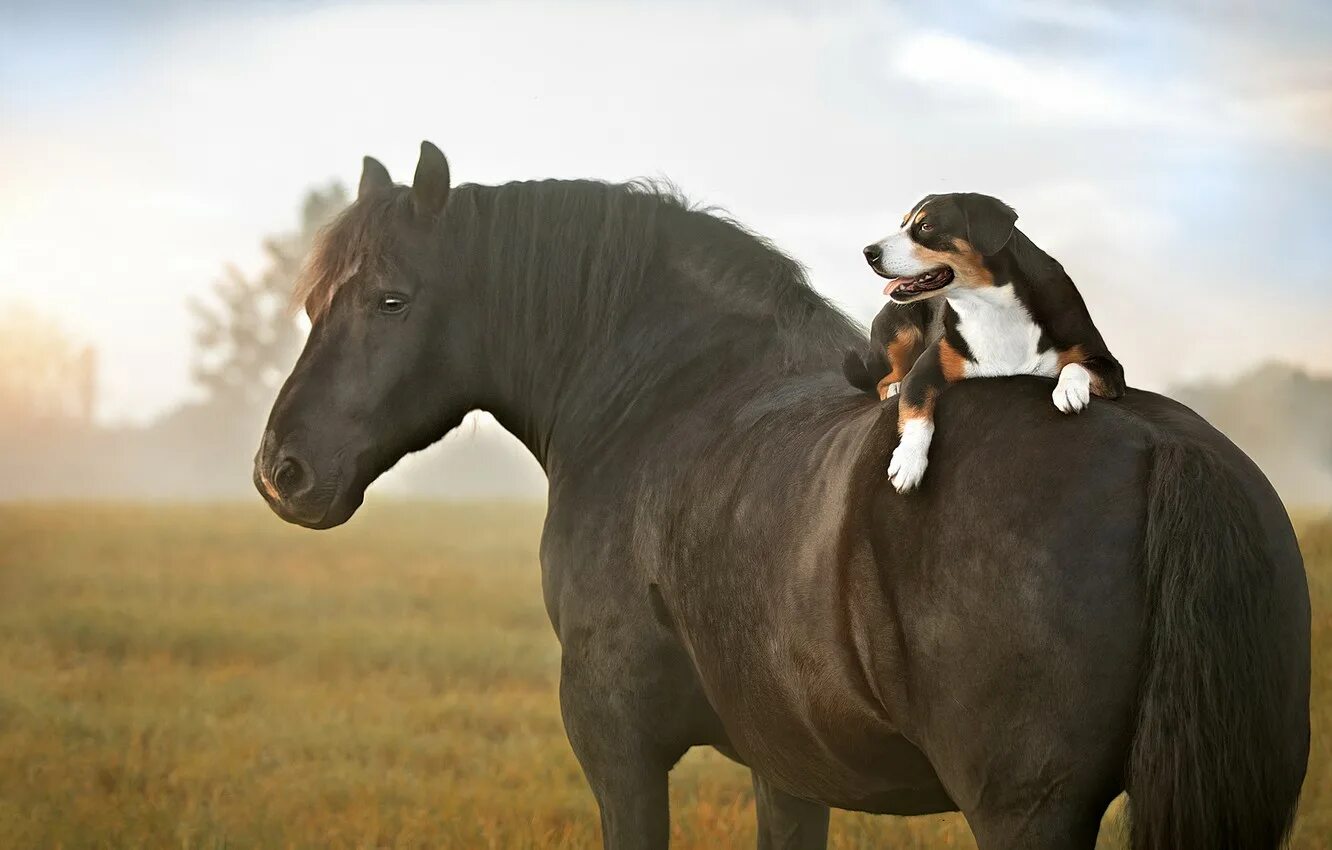 Большие собаки и лошади. Лошадь. Лошадь и собака. Собака конь. Лошадки фото.