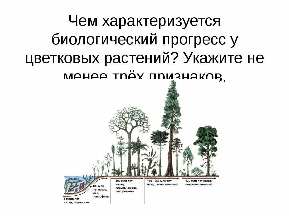 Биологический Прогресс у растений. Кордаитовые растения. Биологический Прогресс характеризуется. Растения в Прогрессе. Прогресс цветков