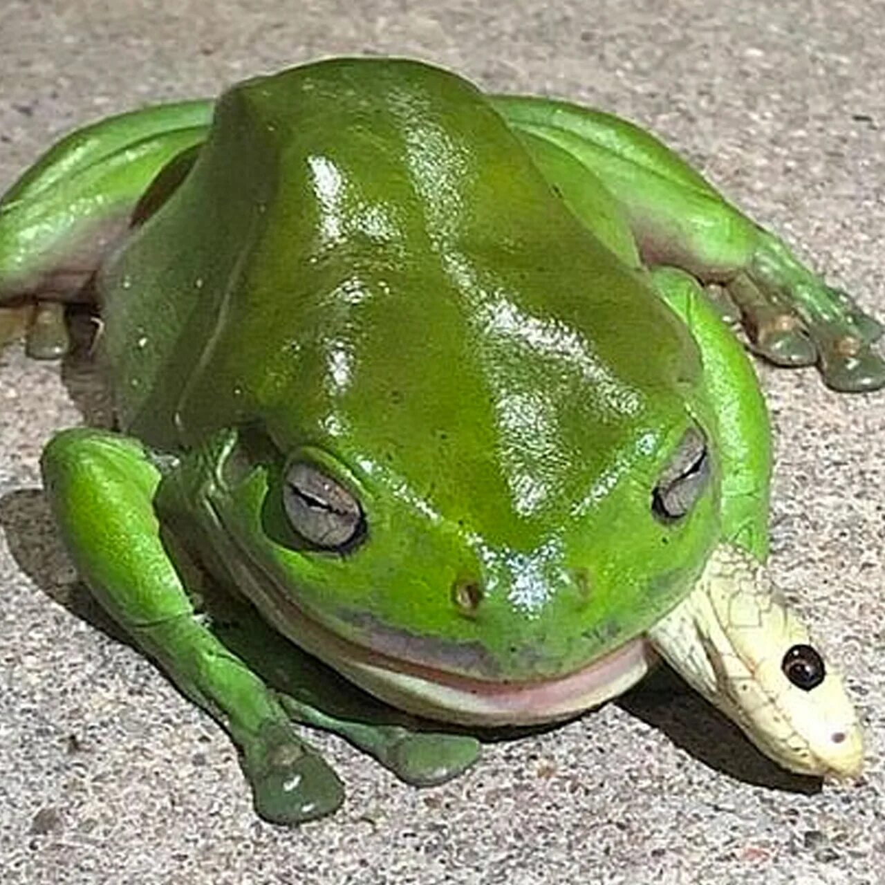 Змея съевшая лягушку. Лягушка темно зеленая. Съедобная лягушка. Лягушка зеленая фото. Лягушка кислотно зеленая.