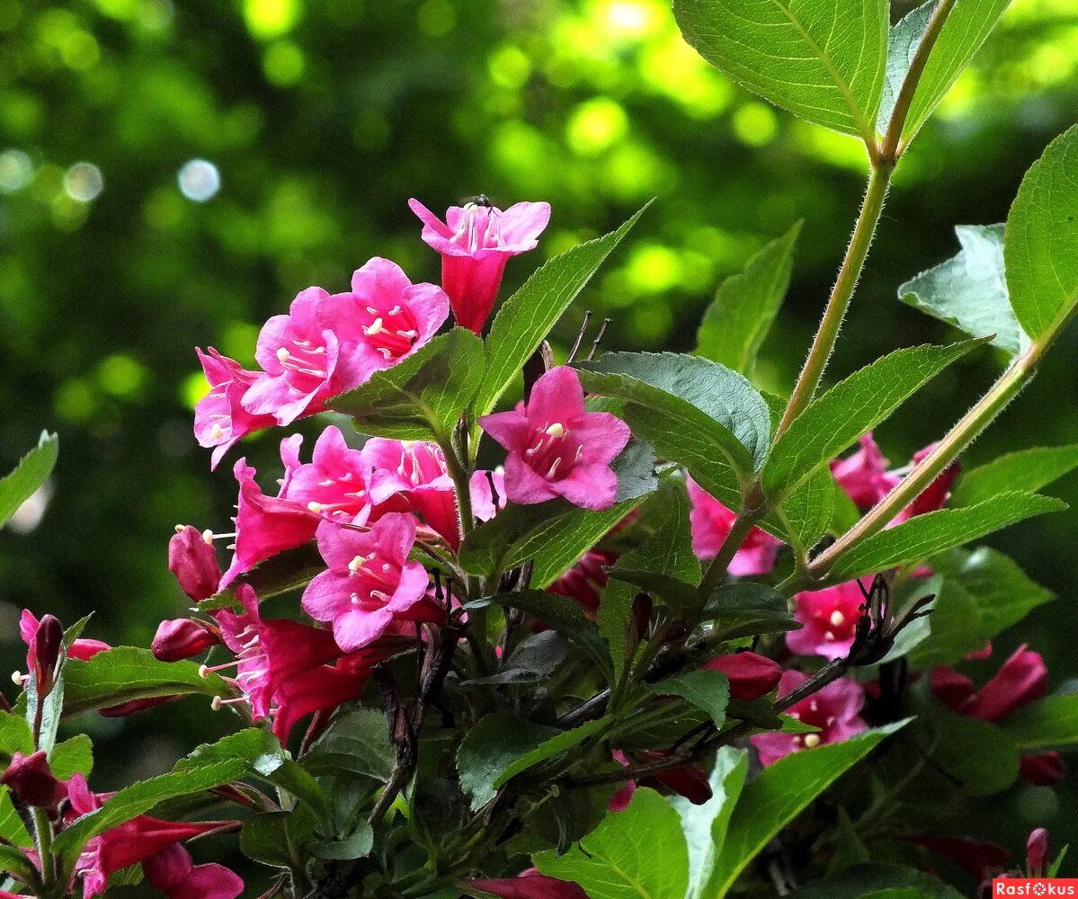 Вейгела кустарник румба фото PlantFiles Pictures: Weigela 'Ghost' (Weigela florida) by rteets Shrubs, Trees a