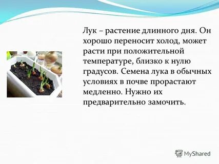 Растения длинного светового дня