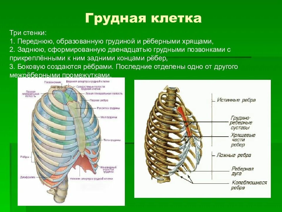 Апертура это в анатомии