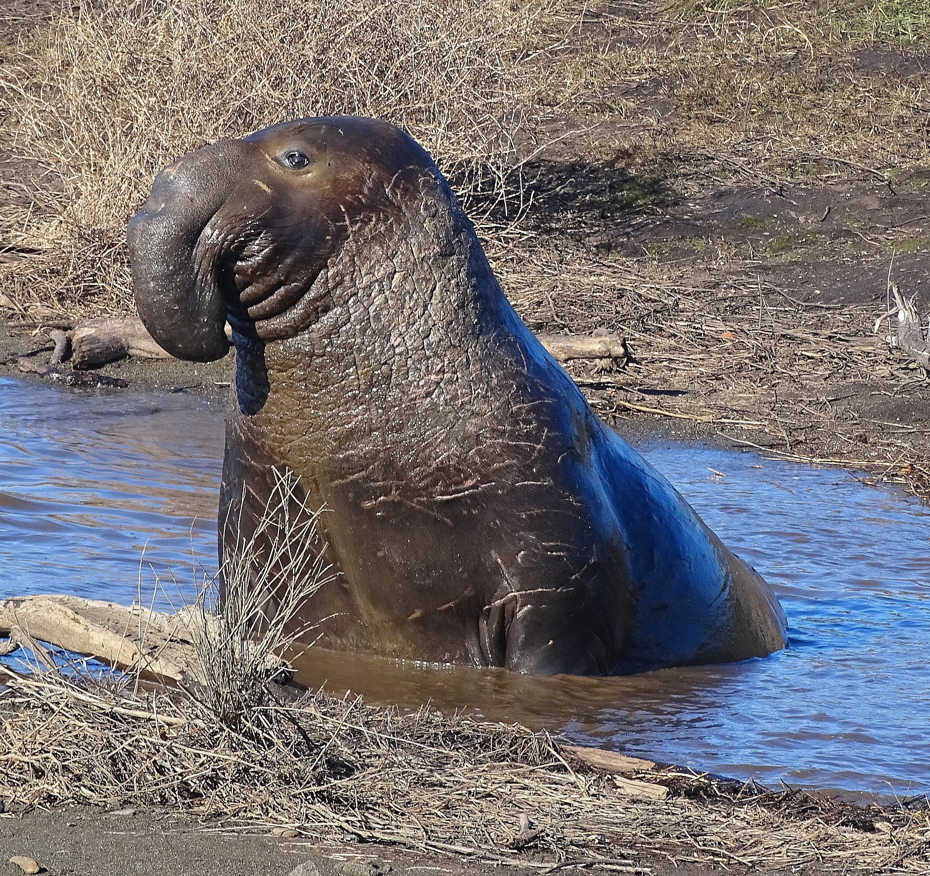 Elephant seal