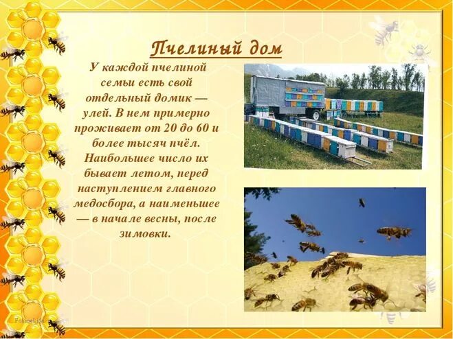 Информация о пчелах 2 класс окружающий. Проект по пчеловодству. Проект про пчел. Пчеловодство информация. Пчеловодство доклад.