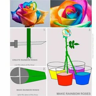 Розы сделать цветными