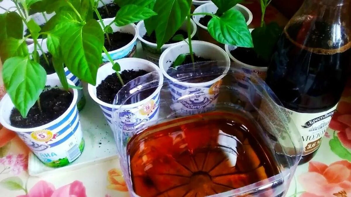 Подкормка пивом. Подкормка пивом. Полив цветов пивом. Полив рассады пивом. Какие цветы можно поливать пивом.