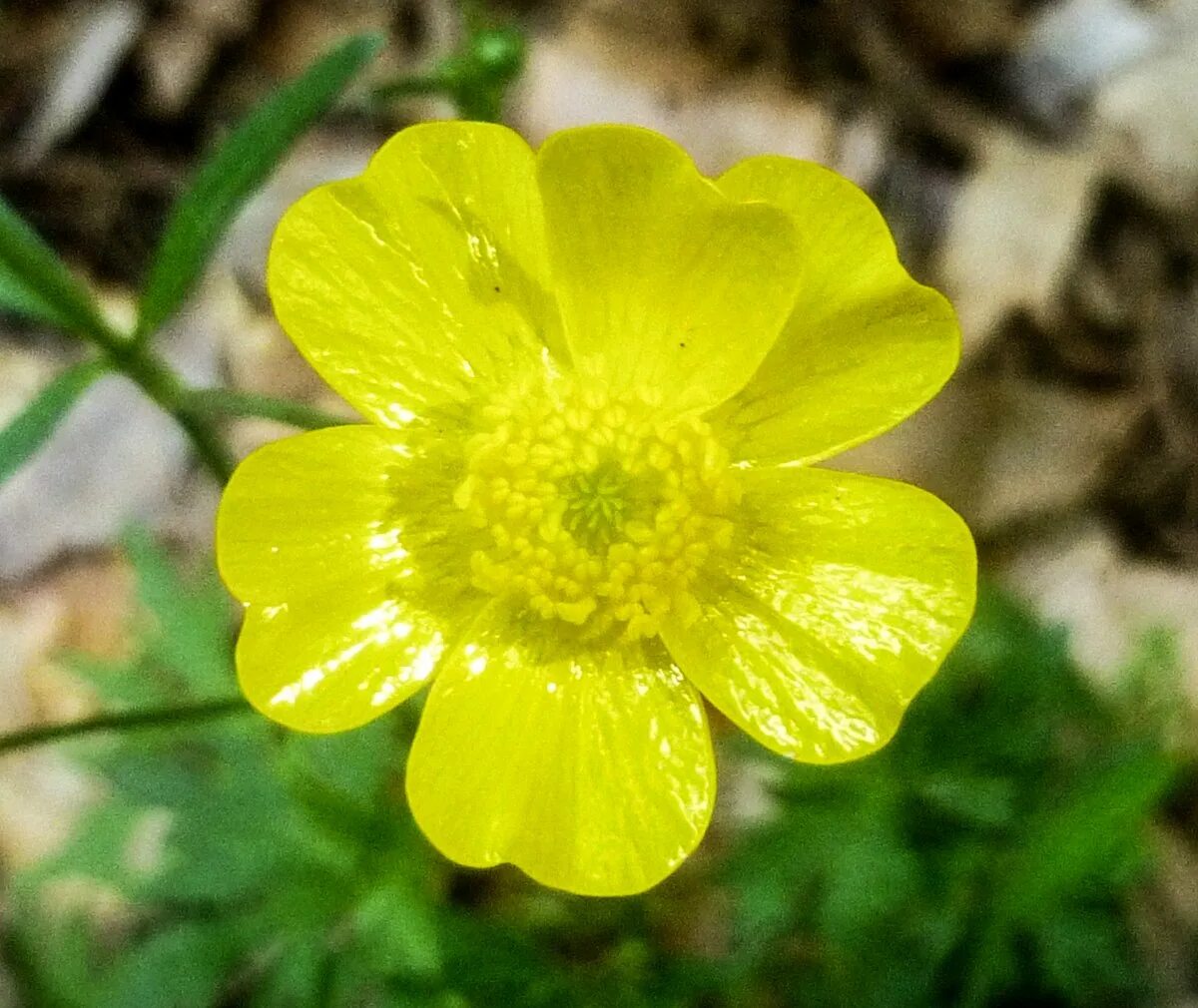 Цветок из лютиковых сканворд. Buttercup лютик. Цветок из лютиковых сканворд. Лютик платанолистный. Лютик едкий лютиковые.