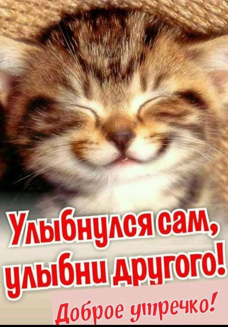 Проснувшись улыбнись новому дню. Кот улыбается. довольный котик. забавные открытки с добрым утром. сам улыбнись и улыбни другого.