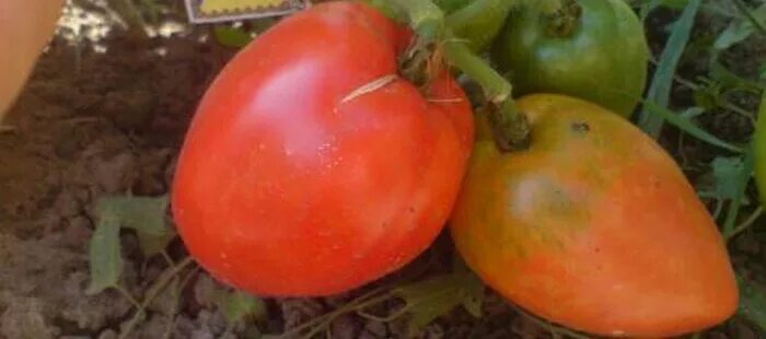 Крупноплодные томаты ф1. Гавриш томат сибирский гигант. Крупноплодные сорта томатов для открытого грунта. Томат аполлон. Сорт томата брендивайн.
