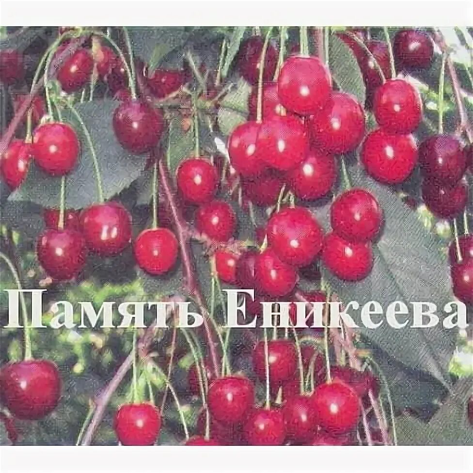 Вишня памяти еникеева описание сорта отзывы. Вишня памяти еникеева. вишня память ворончихиной. вишня память еникеева высота взрослого дерева. вишня кустовая сладкие сорта память еникеева.