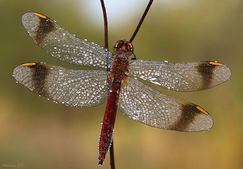 Стрекоза Пьемонтская. Sympetrum pedemontanum. Стрекоза Симпетрум. * Стрекоза перевязанная (Sympetrum pedemontanum all.). Перевязанная стрекоза превращение