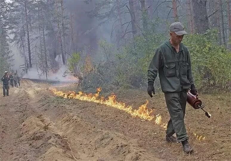 Лесной пал. Встречный пал для тушения лесного пожара. Встречный пал при Лесном пожаре. Тушение лесных пожаров встречным огнем. Отжиг лесного пожара.