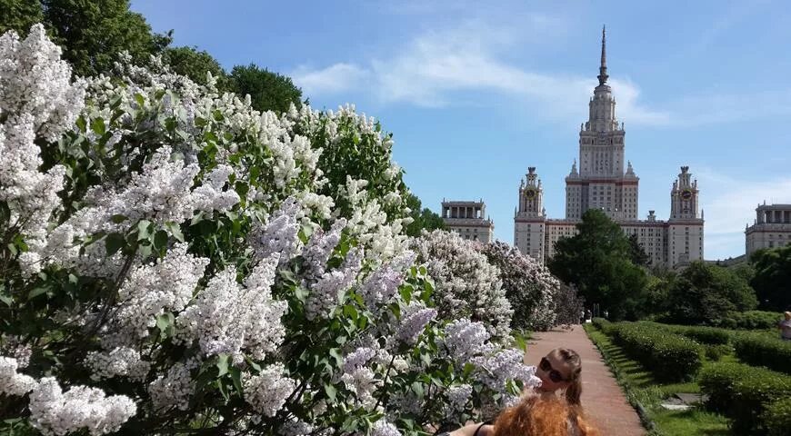 Сад мгу на воробьевых. Ботанический сад МГУ сирень. Ботсад МГУ сиреневый сад. Сирень ботсад МГУ. Сирень в Ботанический сад МГУ на Воробьевых горах.