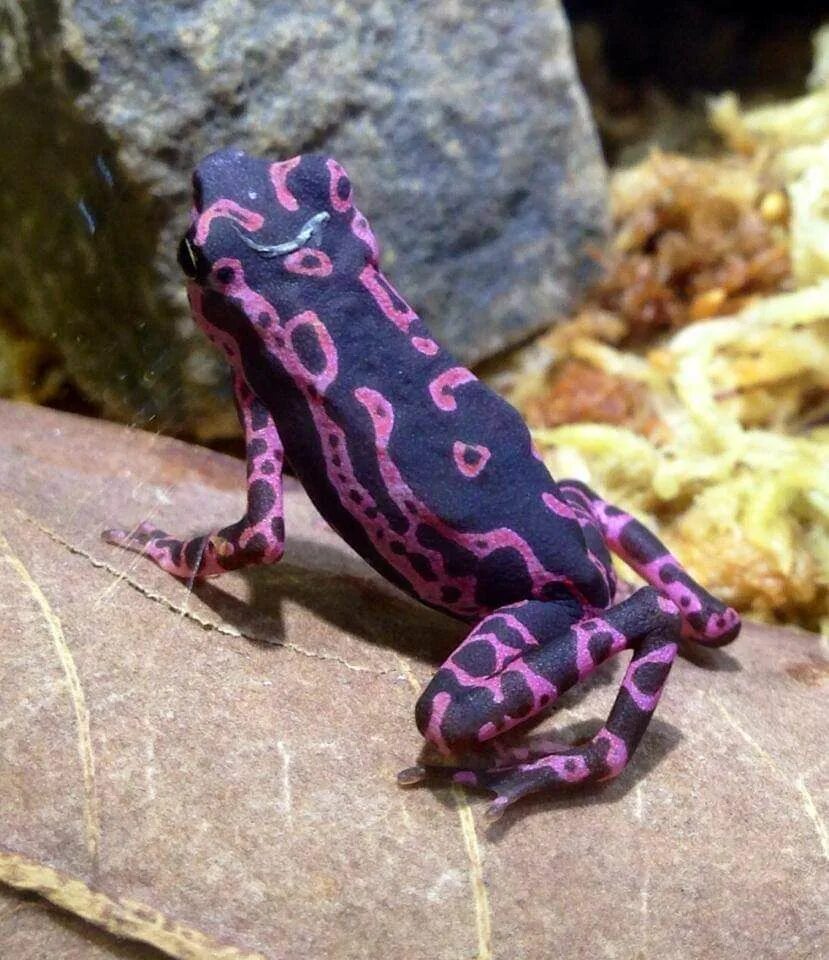 Лягушка Арлекин фиолетовая. Atelopus barbotini. Индийская пурпурная лягушка. Лягушка ателоп. Фиолетовая лягушка