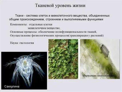 Тканевый уровень примеры организмов