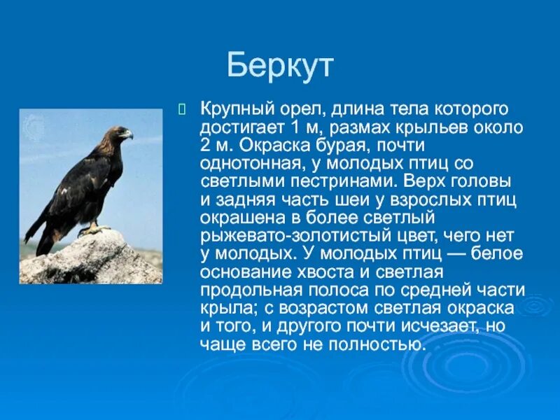Орел 1 класс. Беркут птица описание для детей. беркут красная книга краткое описание для 2 класса. информация о беркуте. сообщение о беркуте.