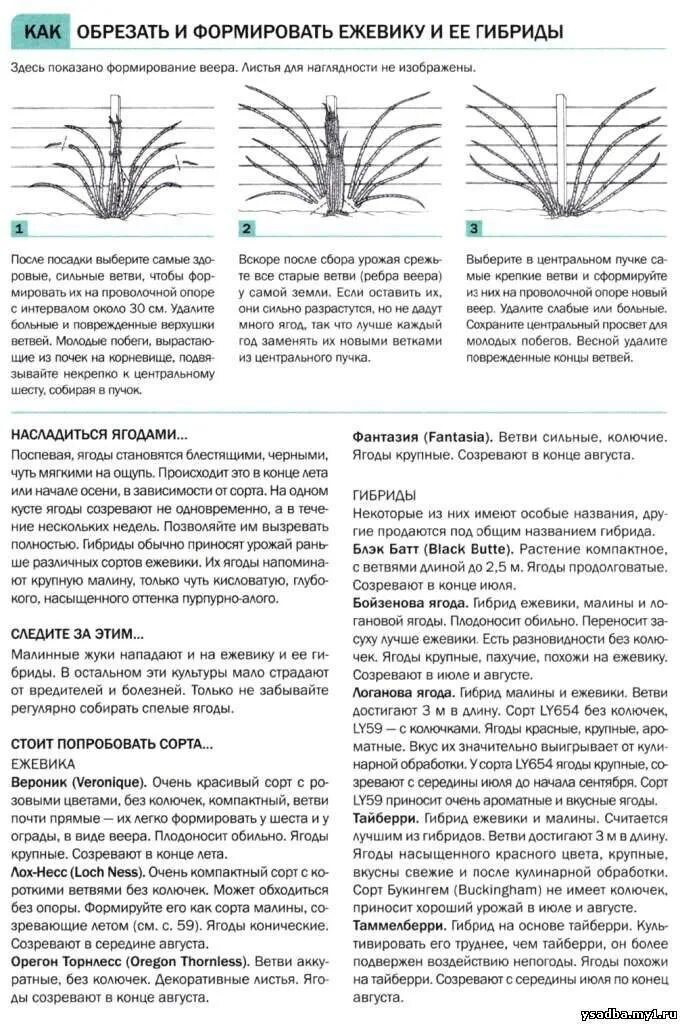 Весенняя обрезка ежевики. Обрезка ежевики схема. Схема формирования куста ежевики. Ежевика Торнфри обрезка обрезка. Как правильно обрезать ежевику весной схема.