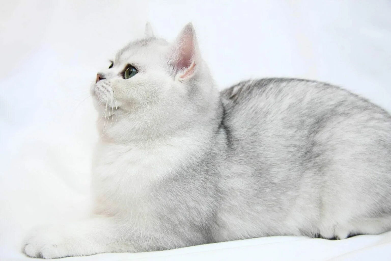 Серебристые породы кошек