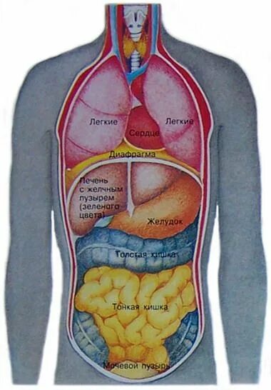 Какие органы у человека с левой. Анатомия внутренних органов человека строение внутренних органов. Расположение внутренних органов человека в брюшной полости. Строение внутренностей человека. Внутренние органы человека грудной и брюшной полости.
