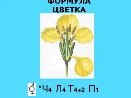 Тюльпан формула цветка