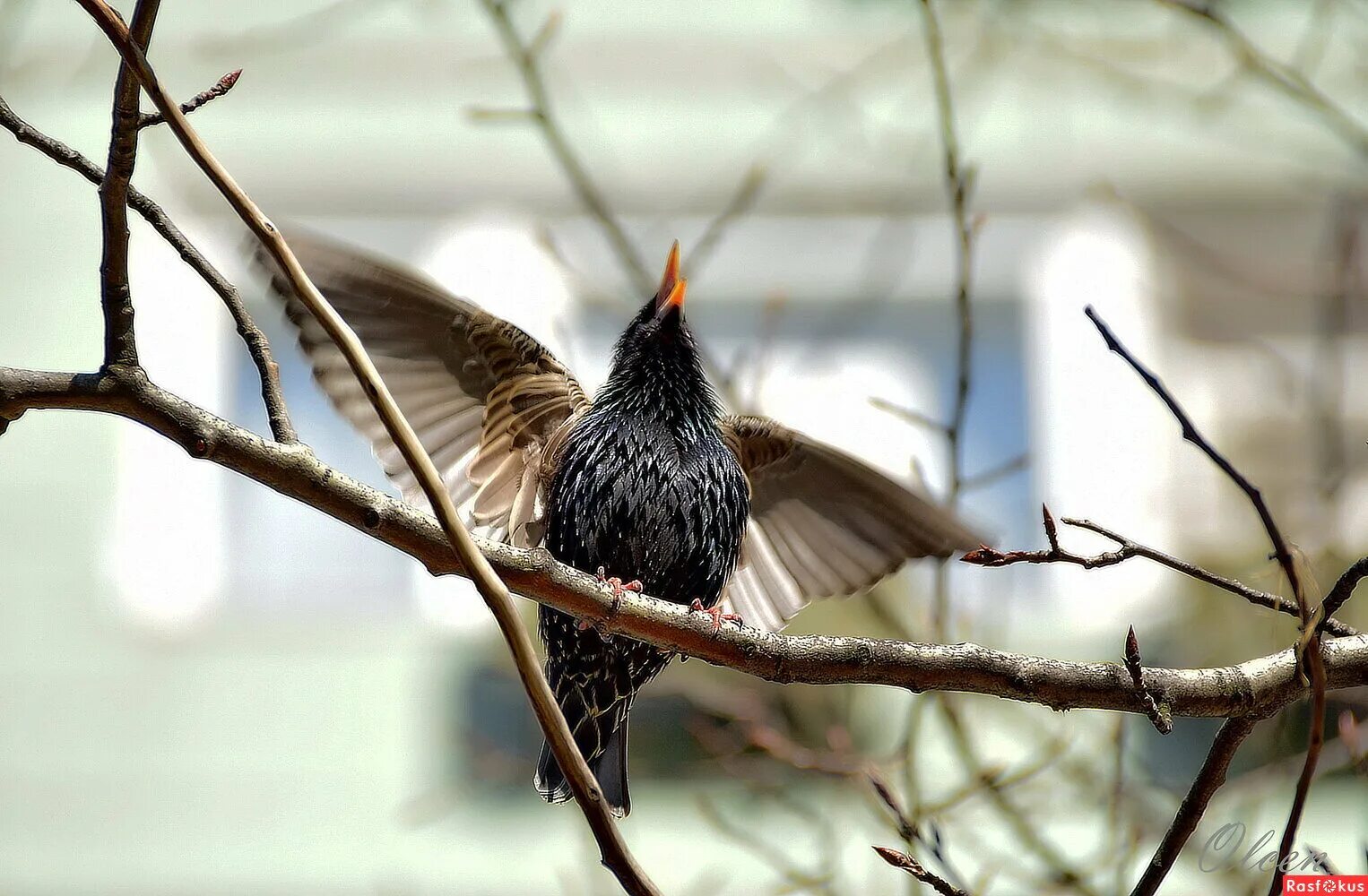 в поведении скворца много