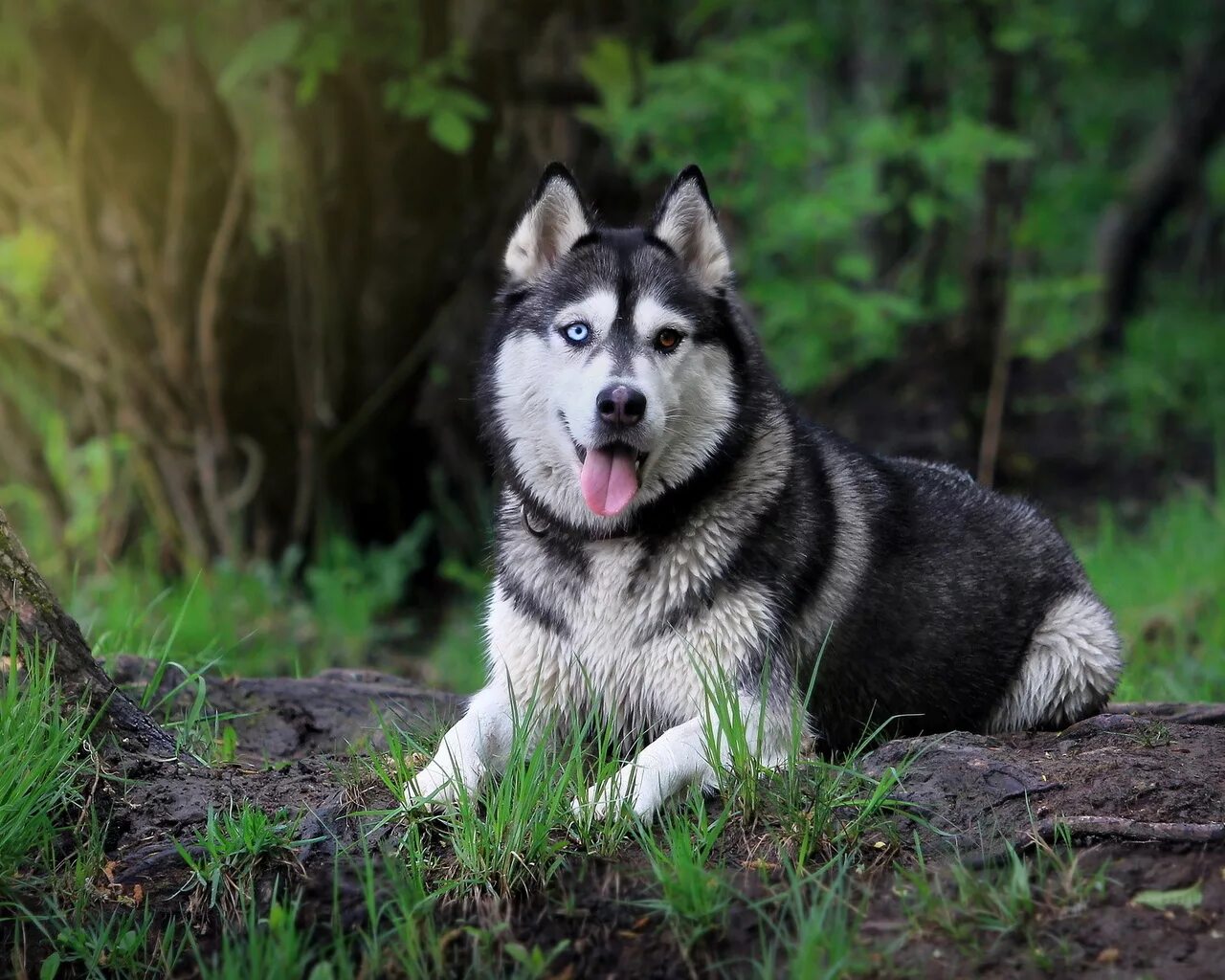 хаски иноагент. порода хаски порода хаски. порода сибирская хаска. сибирский хаски. хаски иноагент.