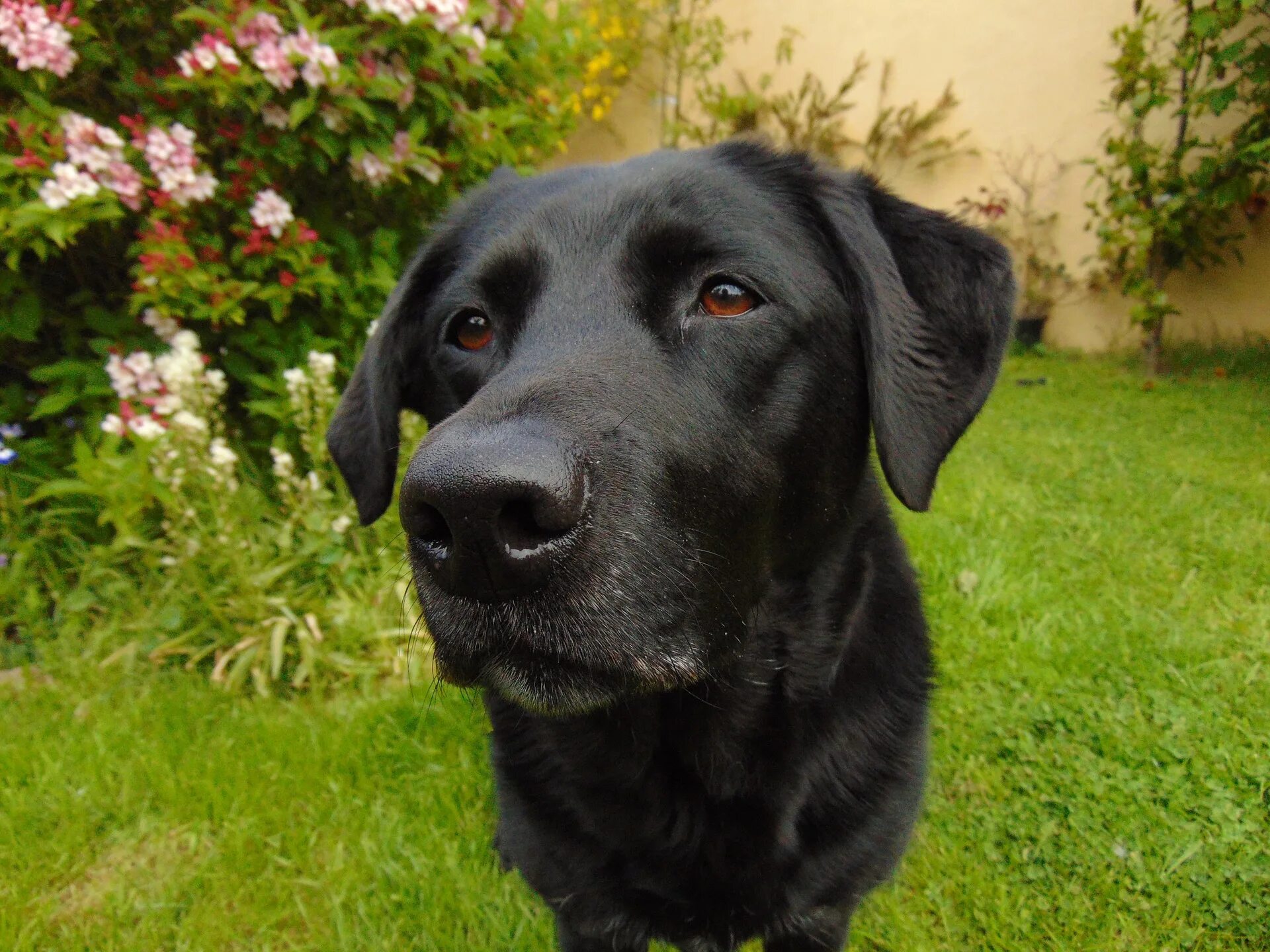 Black German Shepherd Puppy Dog - Free photo on Pixabay Hundewelpen, Haushund, S