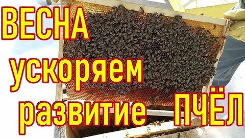 Дрожжи пчела