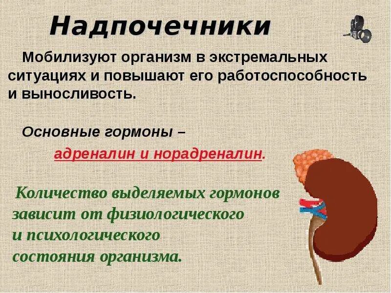 Надпочечники являются железами секреции