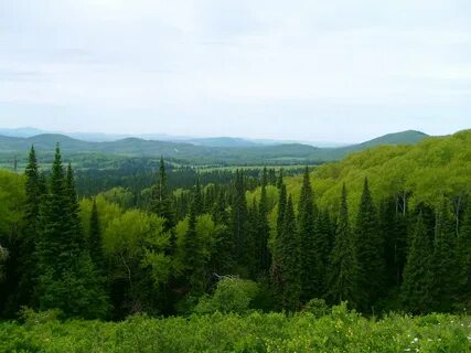 Край леса