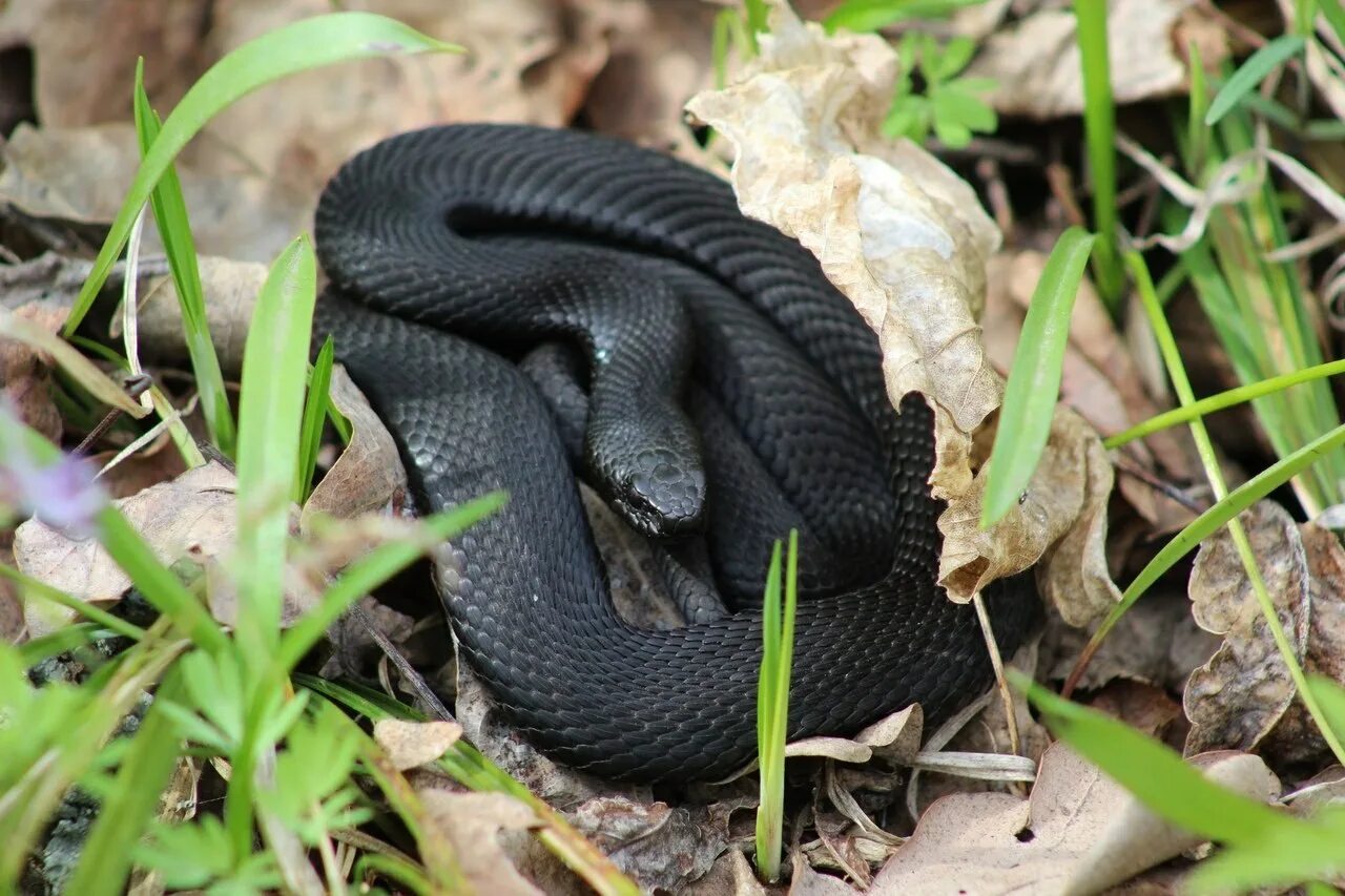 Какие змеи черные. Гадюка Никольского (Vipera nikolskii). Змея гадюка Никольского. Чёрная гадюка змея. Змеи гадюка черная.