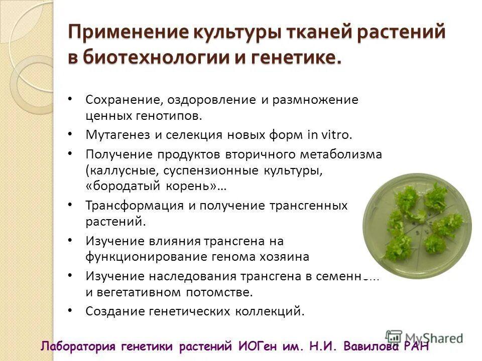 растения полученные методом биотехнологии. методы биотехнологии растений. растения полученные методом биотехнологии. микроклональное размножение растений схема. алгоритм селекции растений.