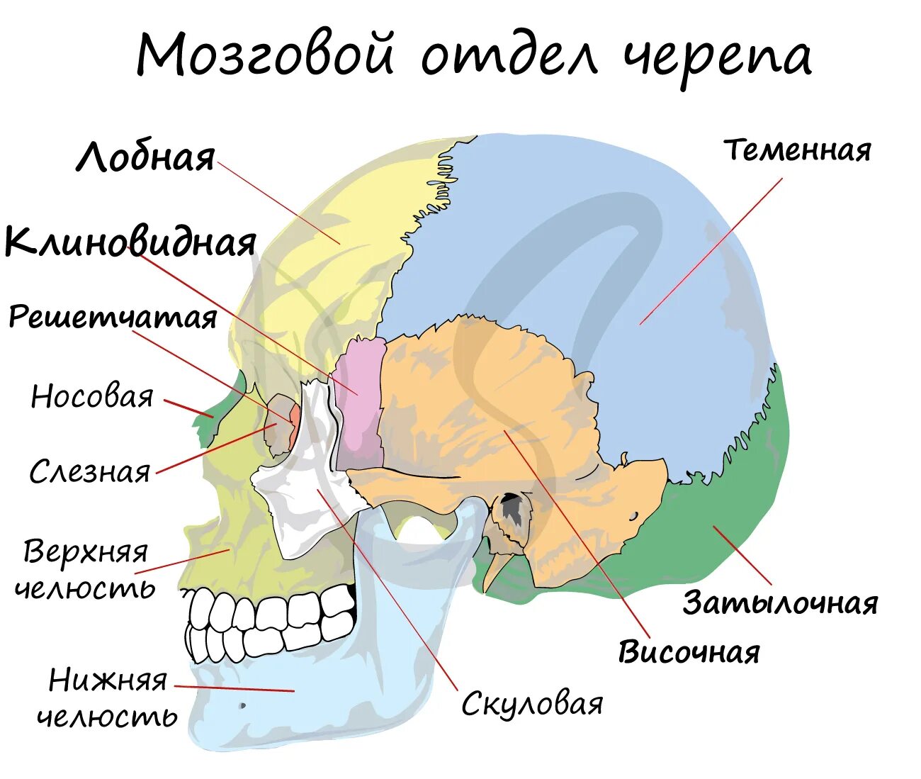 Лобная отдел скелета. Строение костей черепа человека. Непарные кости мозгового отдела черепа. Парные и непарные кости черепа. Анатомия головы кости черепа.